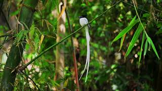 Asian Paradise Flycatcher