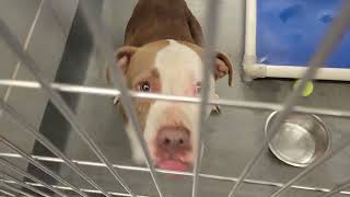 acs A666186
