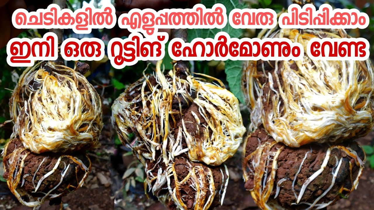 റൂട്ടിങ് ഹോർമോൺ ഇല്ലാതെ ചെടികൾക്ക് വേരു പിടിപ്പിക്കാം|air layering malayalam|rooting hormone|techniq
