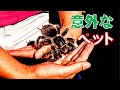 実はペットにできる動物や生物５選