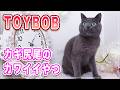 【プロ直伝】小さな猫ちゃんのシャンプーのやり方、ここまで教えちゃっていいの？【トイボブ】
