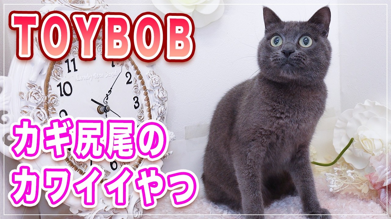 【プロ直伝】小さな猫ちゃんのシャンプーのやり方、ここまで教えちゃっていいの？【トイボブ】
