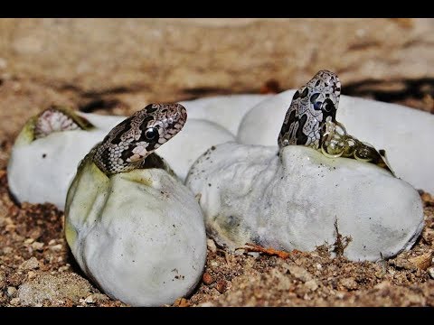 Βίντεο: Ποιο πουλί γεννά τα μεγαλύτερα αυγά