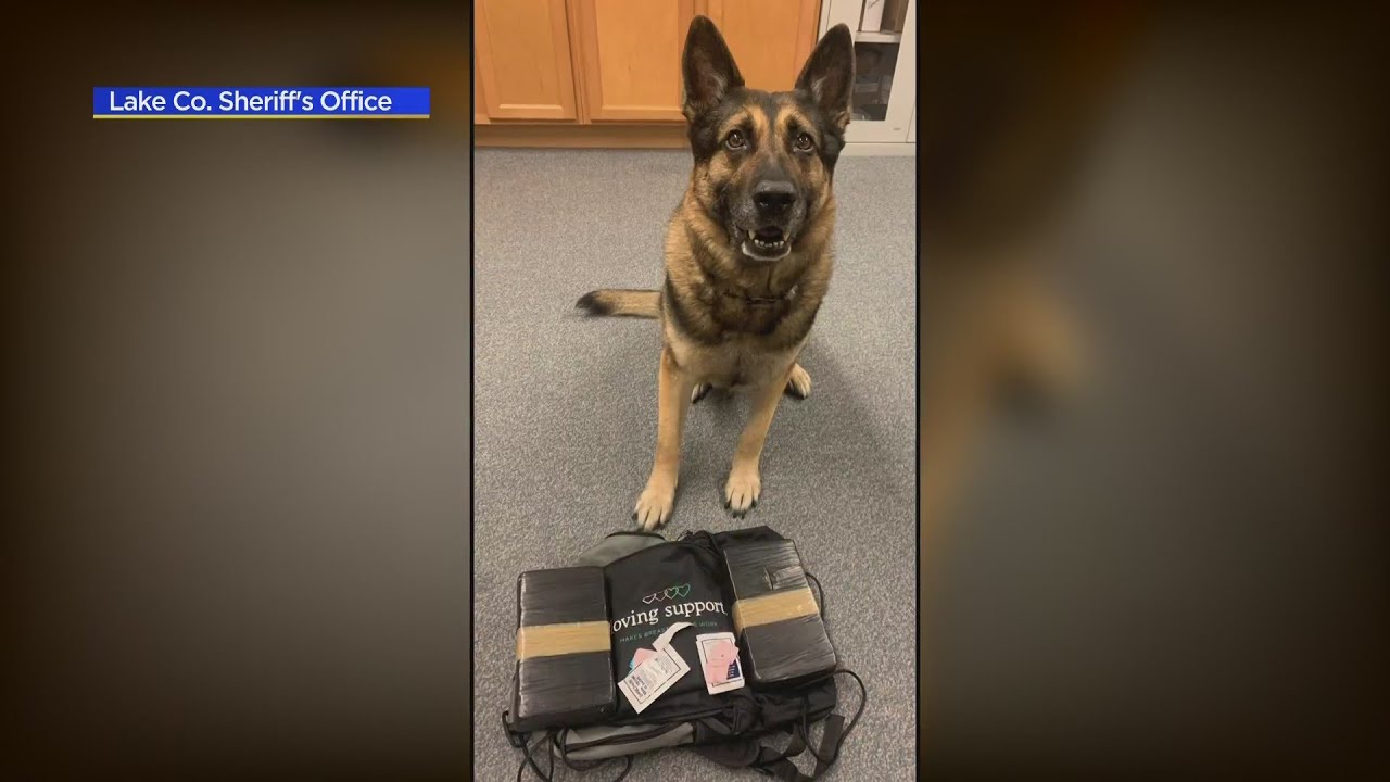 Lake County Sheriff's K9 assist in drug bust