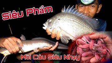Câu Ngâm Săn Cá Ngát Đêm Mồi Câu Siêu Nhạy Cá | GĐCG #980