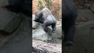An 8 year old Gorilla walks forward to watch visitors
