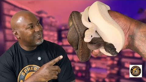 7 Game-Changing Lessons We Learned in Year 2 of Ball Python Breeding!