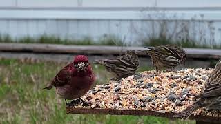 Relaxing with chimes, waves, rain & birds & chipmunks