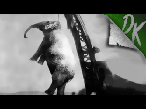 The Day We Hanged an Elephant