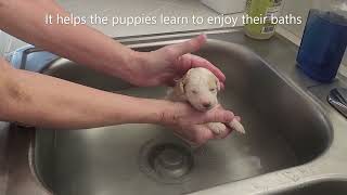 Dempsey's F1b's Moyans - 2 weeks old by Chattahoochee Kennels 110 views 4 months ago 2 minutes, 8 seconds