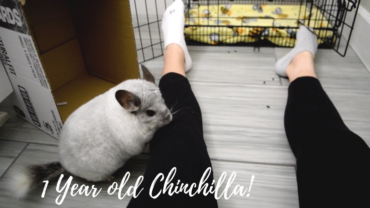 Chinchilla – The Woof Soul