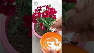 Eggshell fertilizer for plants #gardening#shorts