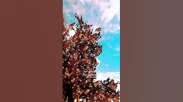 الآية { 97 } من سورة المؤمنون ـ القارئ الشيخ ـ عبدالباسط ـ رحمه الله ـ #القرآن