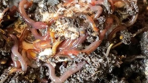 Composting with Craig Ep 99: Another Wormy Check-In