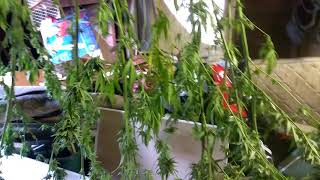 Trimming the buds off the three monster plants