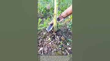 Smart Farming Tool: Effortless Way to Remove Support Stakes #gardeningtips #farmlife
