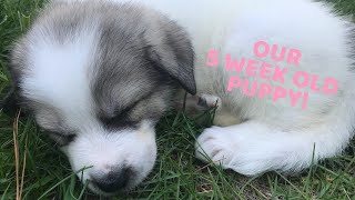 Meeting Our Puppy! 7/8 Great Pyrenees 1/8 Anatolian Shepherd Puppy