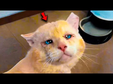 A Cat With Sad Eyes Was Needed By No One In His Eyes Hope Was Reflected