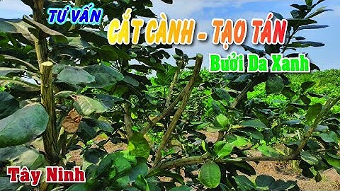 Hướng dẫn kỹ thuật Cắt cành Tạo tán Bưởi da xanh Gò Dầu, Tây Ninh | Nông Nghiệp Xanh.