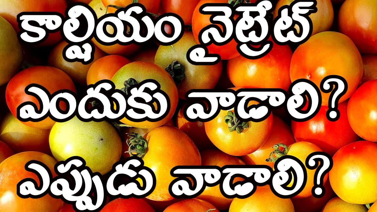 Calcium Naitrate Uses In Plants | Nutrients In Plants | కాల్షియం నైట్రేట్ యొక్క ఉపయోగాలు.