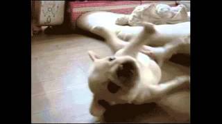 Cute Animal GIFS