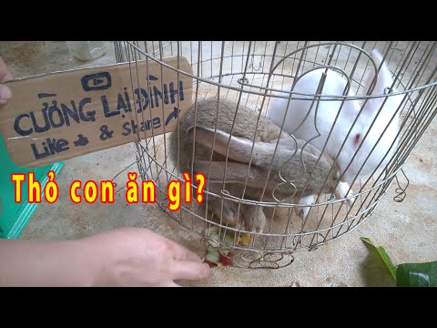 Video: Thức ăn cho thỏ xấu: Những gì không cho thỏ ăn