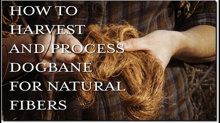 How To Harvest and Process Dogbane For Natural Fib...