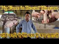 फॉर्म में पैसे कम से कम लगाओ || Pig Farming in Rewari Haryana || Pig Training in Haryana ||पिग फॉर्म
