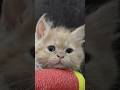 Shimbu 👀🧿 #cat #cute #love #ytshorts #song #viral #animals #pets #youtubeshorts #trending #cutebaby