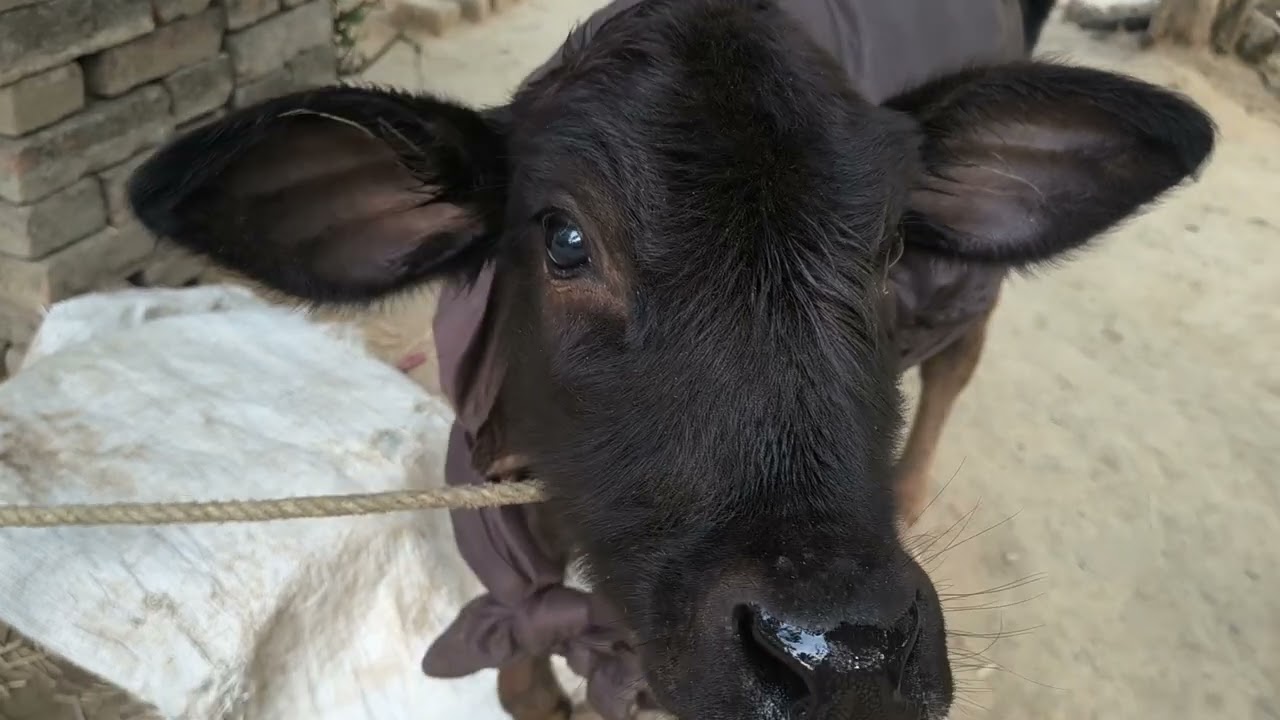 Beautiful Village Life | Cows, Calves, Green Fields & Birds Sound