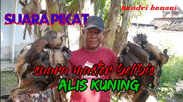 suara burung belibis alis kuning