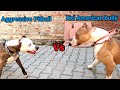 PITBULL VS XXL AMERICAN BULLY (Aggressive Pitbull vs Xxl American bully