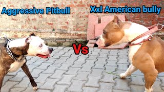 PITBULL VS XXL AMERICAN BULLY (Aggressive Pitbull vs Xxl American bully