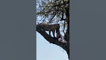 Visittanzania Wildlifesafari Tanapa 