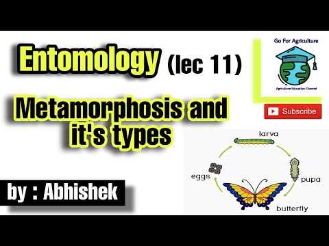 Metamorphosis in insects and it&rsquo;s types | Entomology lec 11 | Go For Agriculture