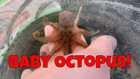 Baby Octopus Found in a Tidepool in Shell Beach - California