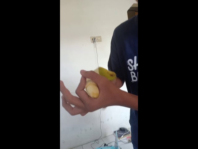 Tutorial Makan pisang class=