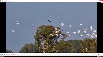 Hát từ xóm biển Cà Mau. Nsnd Lê Dung (1981)