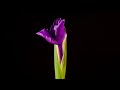 Iris - blooming flower time-lapse...