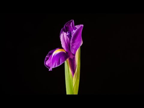 Video: Iris - Užitočné Vlastnosti A Použitie Dúhovky, Odrôd Dúhovky, Kultivácie, Cibúľ Iris. Iris Fúzatý, Sibírsky, Holandský, Trpaslík, Močiar
