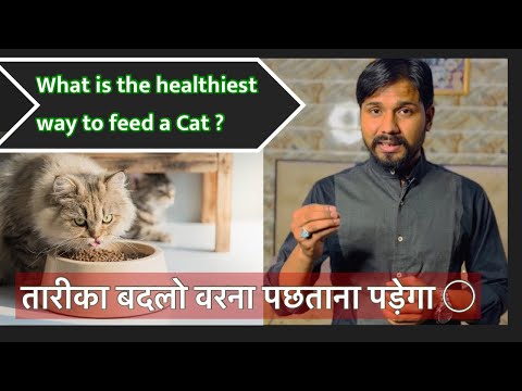 वीडियो: एक सम्मानित बिल्ली ब्रीडर कैसे चुनें