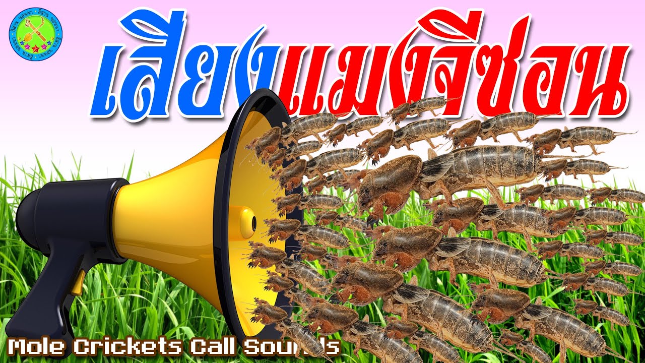 เสียงแมงจีซอนชัด 100%! ไว้เปิดล่อได้ทั้งคืน เสียงล่อแมงจีซอน มาเร็ว-เข้าดี แชร์แบ่งๆ กันไปใช้ฟรีครับ