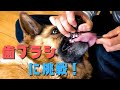 【大型犬の飼い主】㊗︎初歯ブラシに挑戦！！ジャーマンシェパードの歯を磨けるのかっ！？(汗)