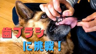 【大型犬の飼い主】㊗︎初歯ブラシに挑戦！！ジャーマンシェパードの歯を磨けるのかっ！？(汗)