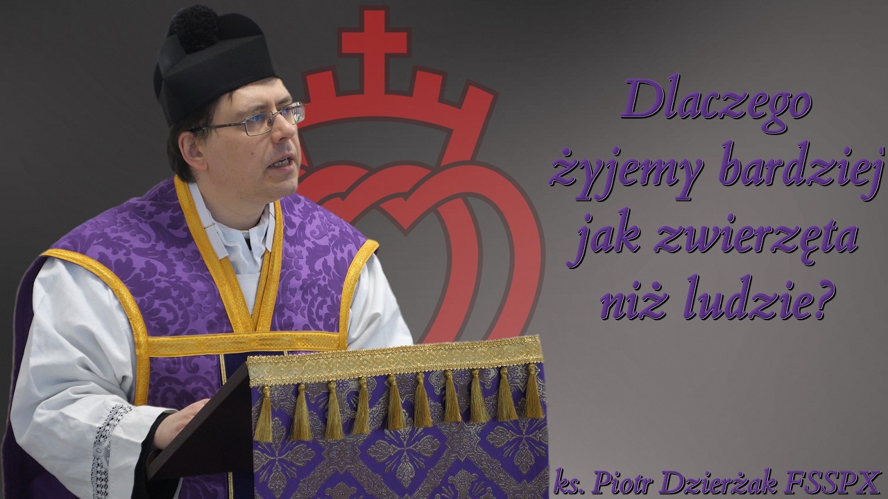 Dlaczego żyjemy bardziej jak zwierzęta niż ludzie?