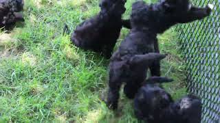 Miniature Golden Mountain Doodle Puppies For Sale