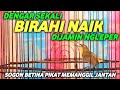 SOGON BETINA PIKAT MEMANGGIL JANTAN !! MUDAH BIKIN BIRAHI NAIK