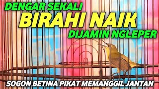 SOGON BETINA PIKAT MEMANGGIL JANTAN !! MUDAH BIKIN BIRAHI NAIK