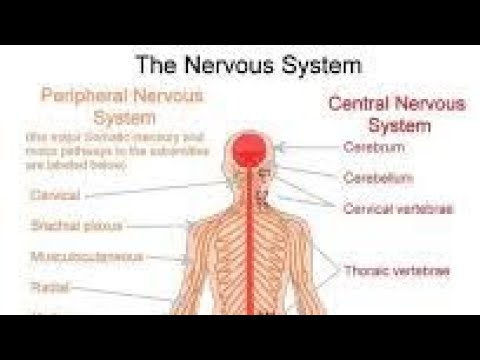 Nervous system\\ Human body\\ - YouTube