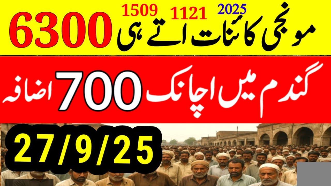 1509 DHAN ka rate today dhan25|1509 rate today| munji rate today| Makki rate today|gundam rate today